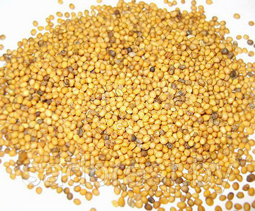 Семена Горчица белая сидерат, медонос, 0.5 кг - фото 3 - id-p168392323