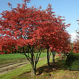 Ирга ламарка (Amelanchier lamarckii), С2, фото 2