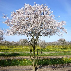 Ирга ламарка (Amelanchier lamarckii), С2