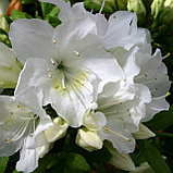 Азалия японская "Шниперл"(Schneeperle), С2, фото 2