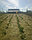 Рассада земляники садовой (клубники) сорта Кимберли, фото 2