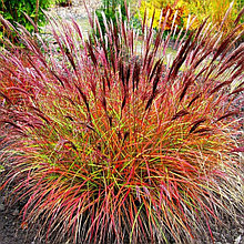 Мискантус китайский "Ред Чиф", С5