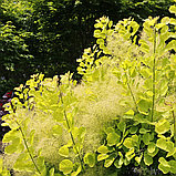 Скумпия кожевенная "Голден Леди"(Golden Lady), С5, фото 2