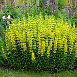 Вербейник точечный (Lysimachia punctata), С3, фото 2