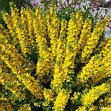Вербейник точечный (Lysimachia punctata), С3, фото 3