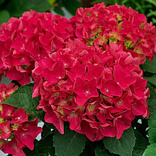 Гортензия крупнолистная "Хот Ред" (Hot Red), С3