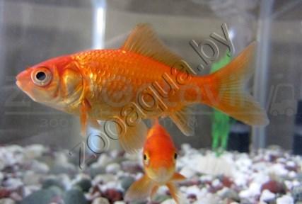 Золотая рыбка мини (для круглых аквариумов) - фото 1 - id-p145041238
