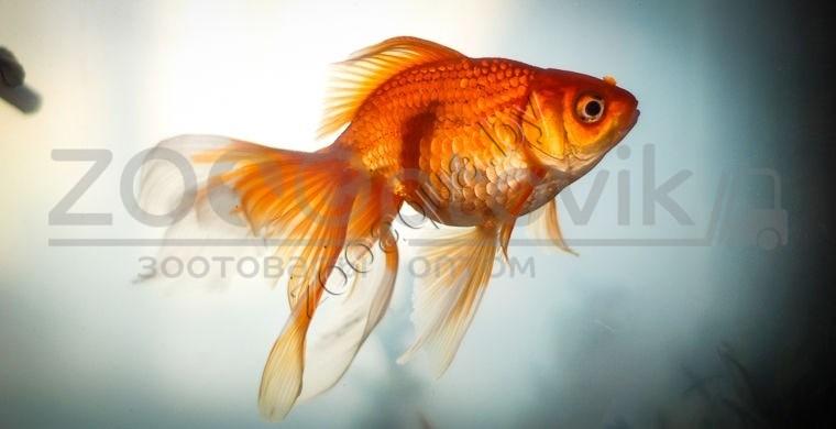 Золотая рыбка мини (для круглых аквариумов) - фото 2 - id-p145041238