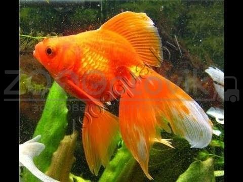 Золотая рыбка мини (для круглых аквариумов) - фото 3 - id-p145041238