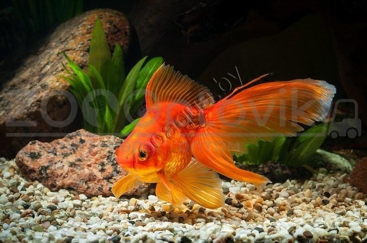 Золотая рыбка мини (для круглых аквариумов) - фото 4 - id-p145041238