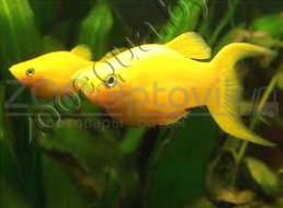 Моллинезия лирохвостая желтая - фото 2 - id-p145041241