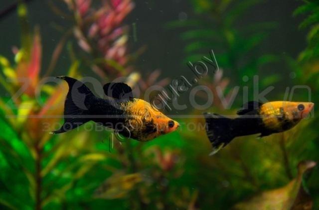 Моллинезия лирахвостая черно-желтая 4-4.5 см - фото 2 - id-p145041242