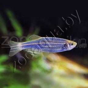 Данио голубой GloFish - фото 1 - id-p145041247