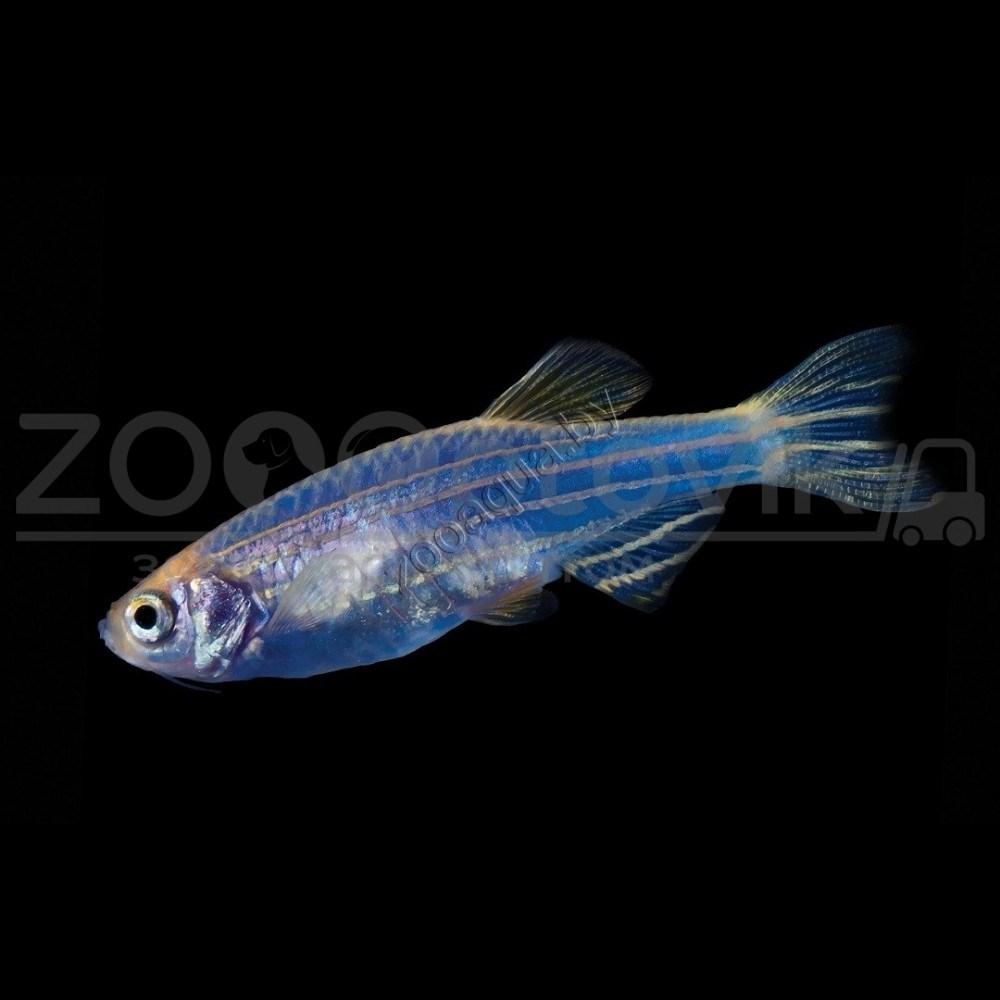 Данио голубой GloFish - фото 2 - id-p145041247