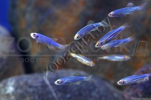 Данио голубой GloFish - фото 3 - id-p145041247