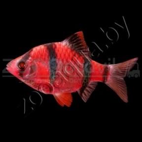 ZooAqua Барбус суматранский Glo Fish алый 2,5-2,9см - фото 1 - id-p145041224