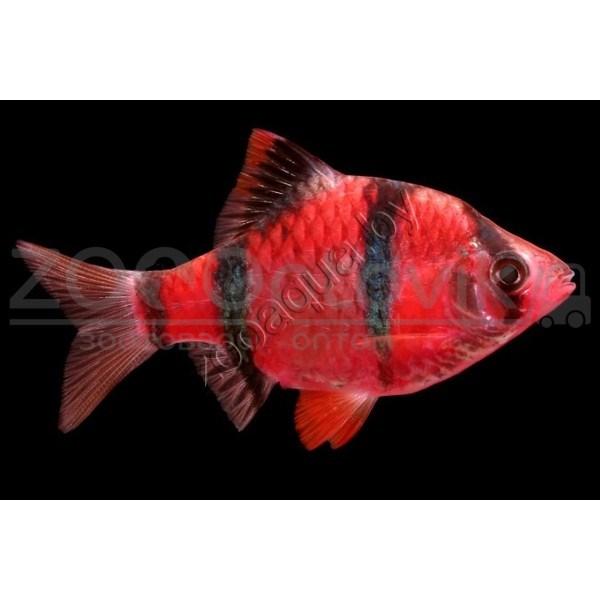 ZooAqua Барбус суматранский Glo Fish алый 2,5-2,9см - фото 2 - id-p145041224