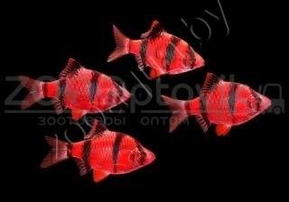 ZooAqua Барбус суматранский Glo Fish алый 2,5-2,9см - фото 3 - id-p145041224