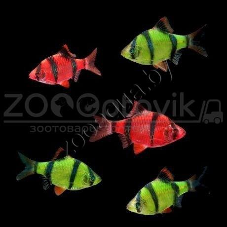 ZooAqua Барбус суматранский Glo Fish алый 2,5-2,9см - фото 4 - id-p145041224