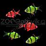 ZooAqua Барбус Сумантранский зеленый Glofish, фото 3