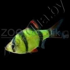 ZooAqua Барбус Сумантранский зеленый Glofish - фото 2 - id-p145041225
