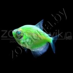 Тернеция зеленая Glofish - фото 1 - id-p145041226