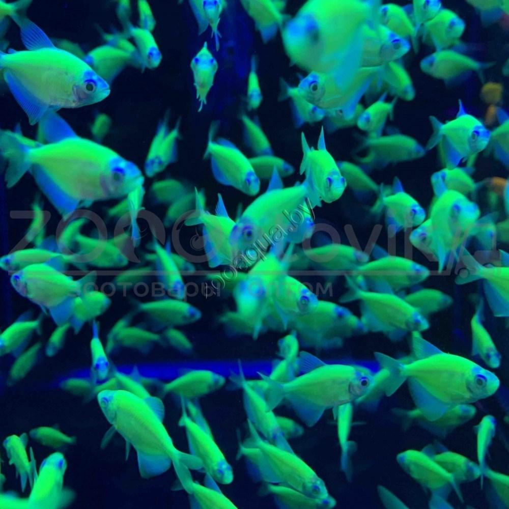 Тернеция зеленая Glofish - фото 2 - id-p145041226