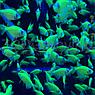Тернеция зеленая Glofish, фото 2