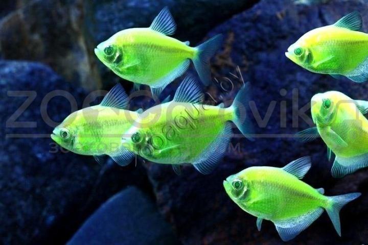 Тернеция зеленая Glofish - фото 3 - id-p145041226