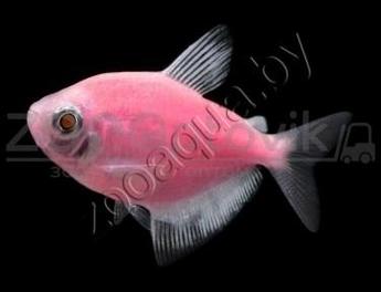 Рыбка Тернеция розовая Glofish Розовый