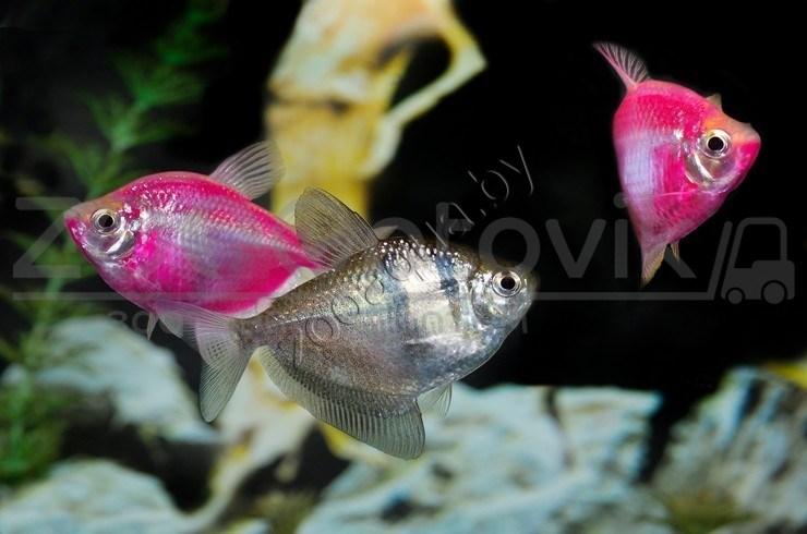 Рыбка Тернеция розовая Glofish Розовый - фото 2 - id-p145041227