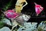 Рыбка Тернеция розовая Glofish Розовый, фото 2