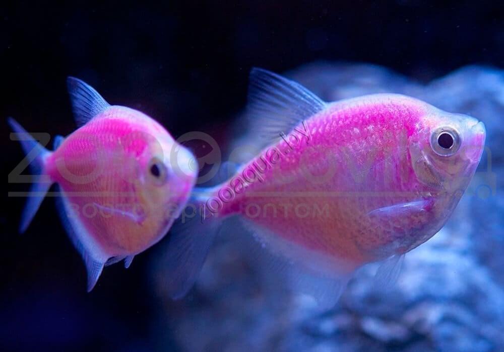 Рыбка Тернеция розовая Glofish Розовый - фото 3 - id-p145041227