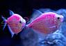 Рыбка Тернеция розовая Glofish Розовый, фото 3