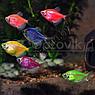 Рыбка Тернеция розовая Glofish Розовый, фото 4