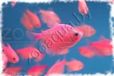 Рыбка Тернеция розовая Glofish Розовый - фото 5 - id-p145041227