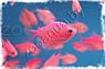 Рыбка Тернеция розовая Glofish Розовый, фото 5