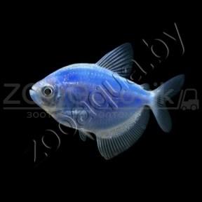Тернеция голубая Glofish - фото 1 - id-p145041228