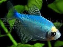 Тернеция голубая Glofish - фото 2 - id-p145041228