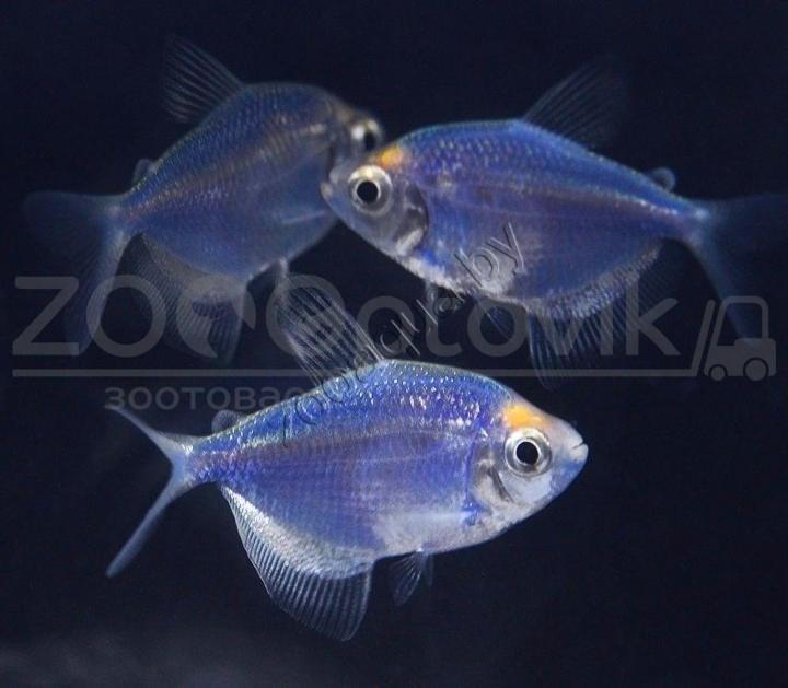 Тернеция голубая Glofish - фото 4 - id-p145041228