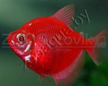 Тернеция бордовая Glofish - фото 1 - id-p145041229