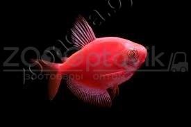 Тернеция бордовая Glofish - фото 2 - id-p145041229