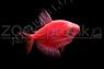 Тернеция бордовая Glofish, фото 2