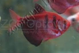 Тернеция бордовая Glofish - фото 3 - id-p145041229