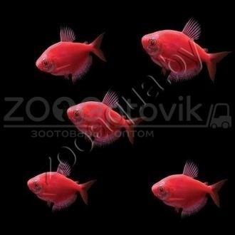 Тернеция бордовая Glofish - фото 4 - id-p145041229