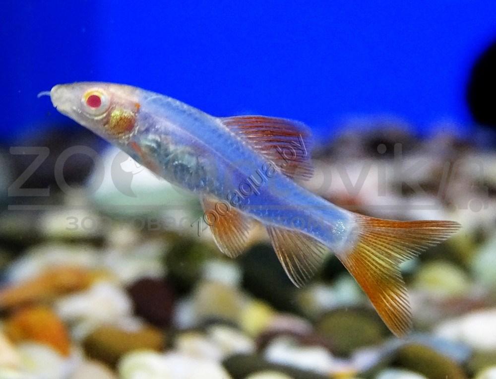 Лабео голубой Glo Fish (не мелкие) - фото 2 - id-p148739655
