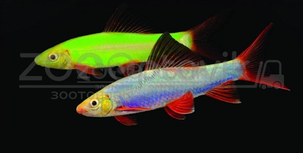 Лабео голубой Glo Fish (не мелкие) - фото 3 - id-p148739655