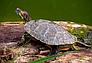 Красноухая черепаха 5-7 см., фото 2