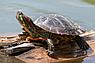 Красноухая черепаха 5-7 см., фото 6