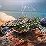 Красноухая черепаха 5-7 см., фото 7